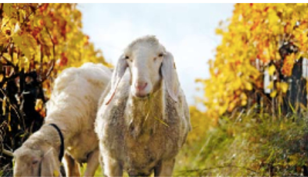 Weinreise Biodynamie und Schaumwein nach Südtirol 